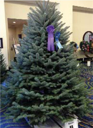 New Jersey Tree Is 2013 National Christmas Tree -PUBLISHED