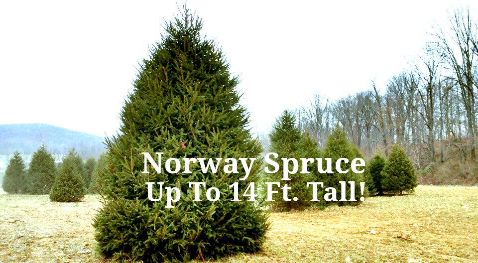 Norway Spruce Up TO 14 Ft. Tall!