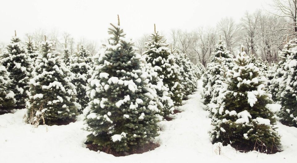 Snow, snow, snow and trees!